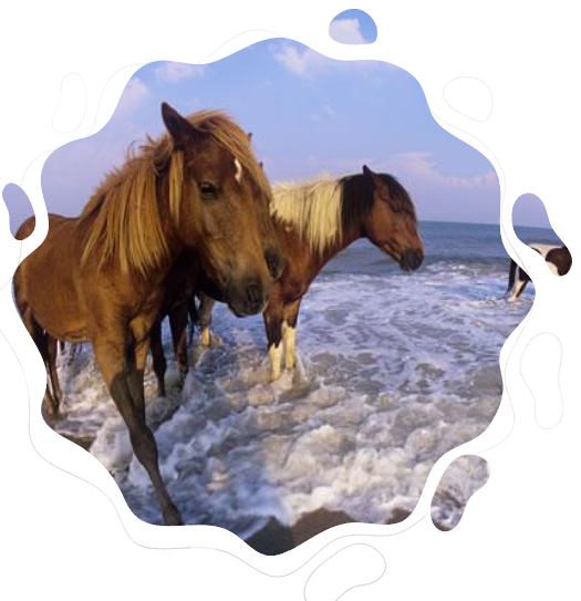 Assateague ponies on the shoreline